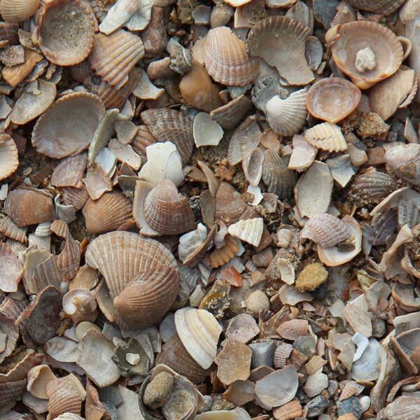 schelpen-gewassen-zand_product